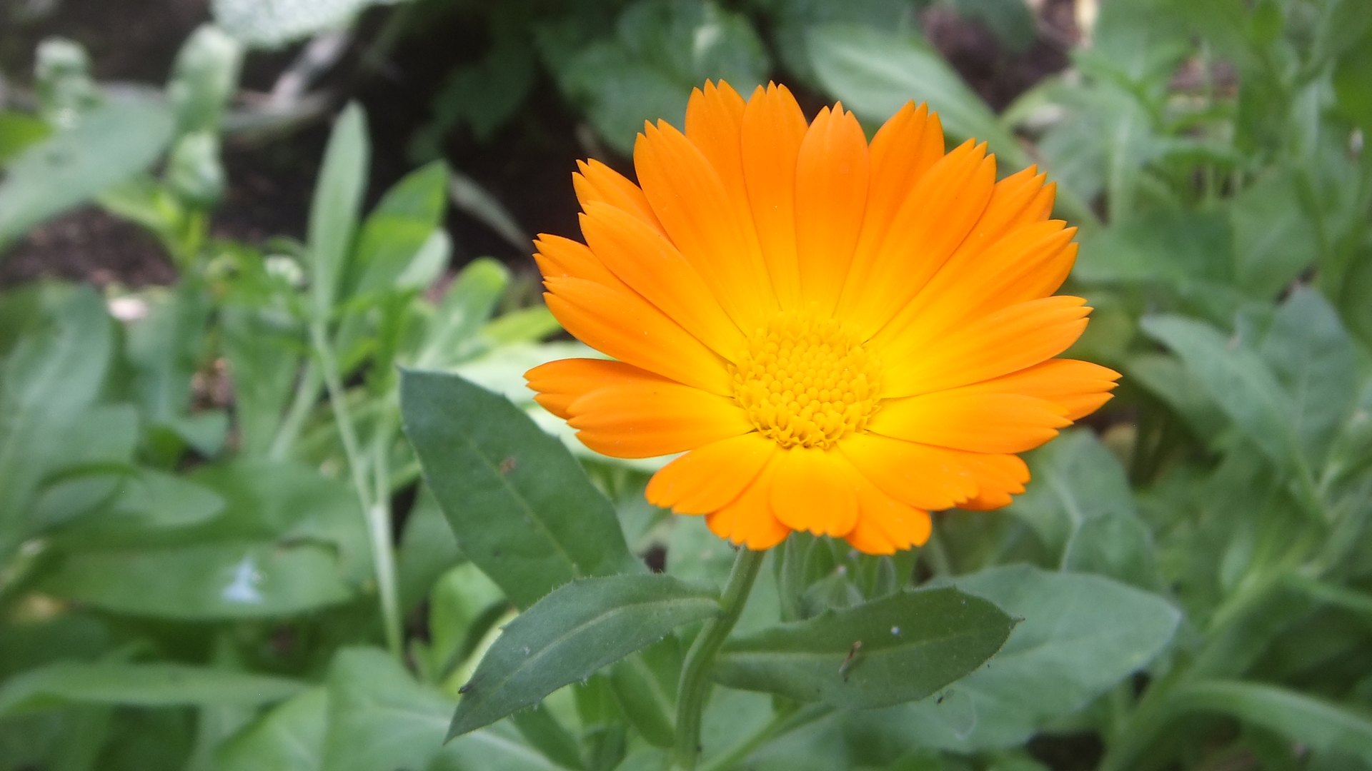 A close view of one orange Calendula officinalis flower head at Chelsea Physic Garden.