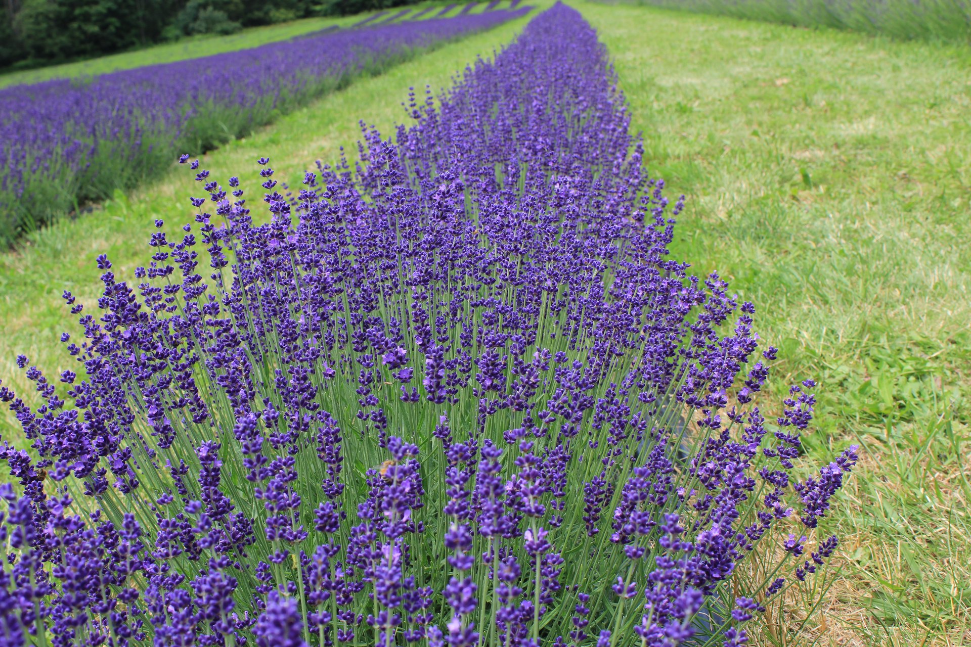 Rows of English lavender in purple flower in a cultivated field in Ontario.