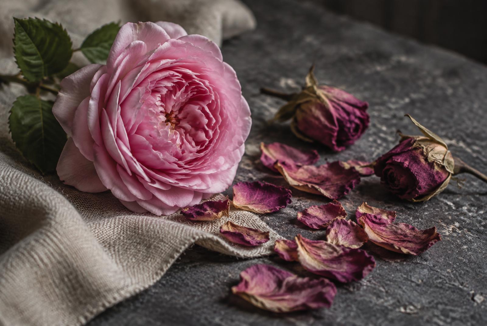 A pink garden rose in full bloom beside dried rose buds and scattered dried petals on dark stone.